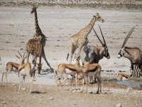 etosha