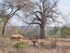 zimbabwe-hwange-baobaby-sa-wszechobecne_0.jpg