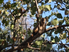 Madagascar-reserve-Kirindy-Morondava51.jpg