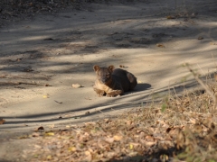 Madagascar-reserve-Kirindy-Morondava52.jpg