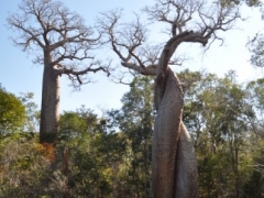 Madagascar-reserve-Kirindy-Morondava55.jpg