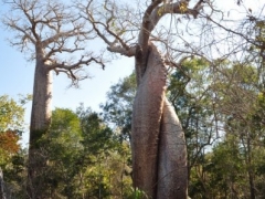 Madagascar-reserve-Kirindy-Morondava56.jpg