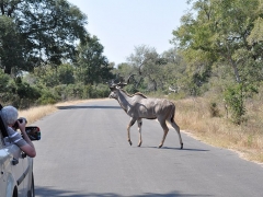 rpa-park-krugera-samiec-kudu.jpg