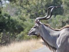 rpa-park-krugera-samiec-kudu-2.jpg