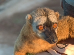 crown-lemur-1.jpg