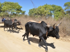 madagascar-landscapes22.jpg