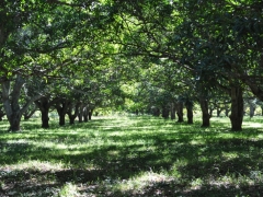 Madagascar-Milo-kakao farm36.jpg