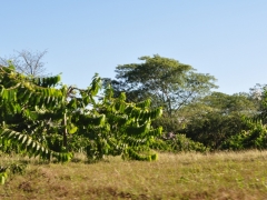 Madagascar-Milo-kakao farm57.jpg