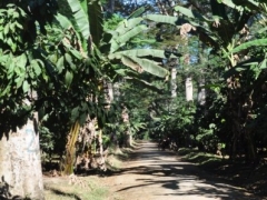 Madagascar-Milo-kakao farm58.jpg