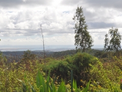 Madagaskar-rain forest reserve - Montagne D'ambre54.jpg