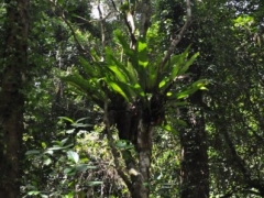 Madagaskar-rain forest reserve - Montagne D'ambre58.jpg