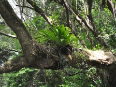 Madagaskar-rain forest reserve - Montagne D'ambre59.jpg