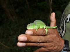 Madagaskar-rain forest reserve - Montagne D'ambre62.jpg