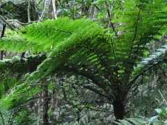 Madagaskar-rain forest reserve - Montagne D'ambre63.jpg