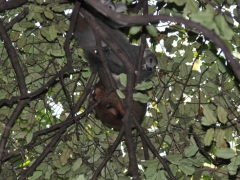 Madagaskar-rain forest reserve - Montagne D'ambre70.jpg