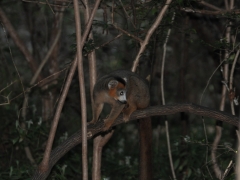 Madagaskar-rain forest reserve - Montagne D'ambre71.jpg