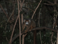 Madagaskar-rain forest reserve - Montagne D'ambre72.jpg