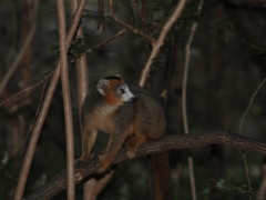 Madagaskar-rain forest reserve - Montagne D'ambre3.jpg