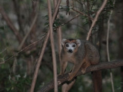 Madagaskar-rain forest reserve - Montagne D'ambre74.jpg