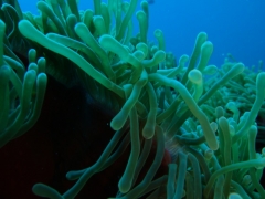 mauritius-gb-detale-czolek-anemonow.jpg