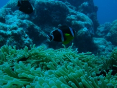 mauritius-gb-obowiazkowe-blazenki-przy-kazdym-anemonie.jpg