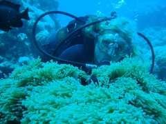 mauritius-gb-pola-anemonow.jpg