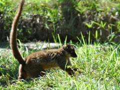 Madagascar-Nosy-Be Island044.jpg