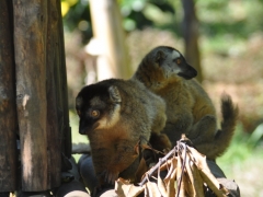 Madagascar-Nosy-Be Island046.jpg