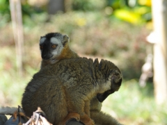 Madagascar-Nosy-Be Island047.jpg