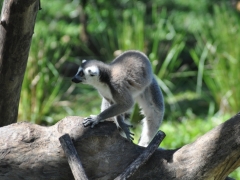 Madagascar-Nosy-Be Island051.jpg