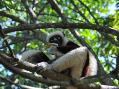 Madagascar-Nosy-Be Island058.jpg