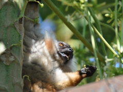 Madagascar-Nosy-Be Island064.jpg