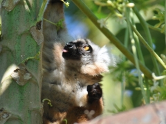 Madagascar-Nosy-Be Island065.jpg