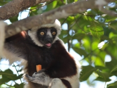 Madagascar-Nosy-Be Island068.jpg