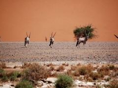 Sossusvlei11.jpg