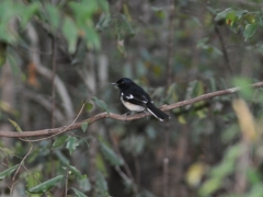 Madagascar-Ankarana reserve-Tsingy-Rary40.jpg