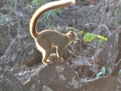 Madagascar-Ankarana reserve-Tsingy-Rary41.jpg