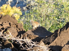 Madagascar-Ankarana reserve-Tsingy-Rary48.jpg