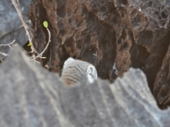 Madagascar-Ankarana reserve-Tsingy-Rary59.jpg