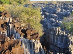 Madagascar-Ankarana reserve-Tsingy-Rary61.jpg