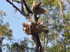 Madagaskar-Tsingy reserve28.jpg