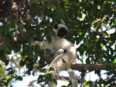 Madagaskar-Tsingy reserve55.jpg