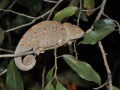 Madagaskar-Tsingy reserve58.jpg