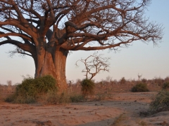 zimbabwe-wodospady-wiktorii-jeden-z-setek-baobabow-oklicy-miasteczka.jpg