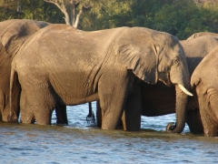 zimbabwe-wodospady-wiktorii-kapiel-w-zambezi.jpg