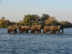 zimbabwe-wodospady-wiktorii-popoludiowa-kapiel-w-zambezi.jpg